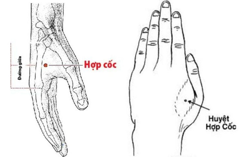 Vị trí huyệt Hợp Cốc