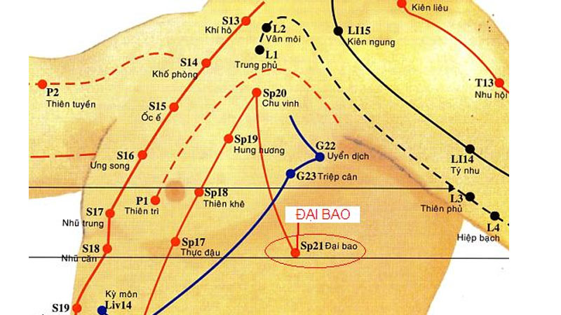 Vị trí huyệt Đại Bao