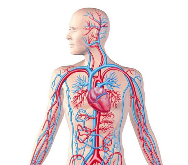 Huyệt Huyết Hải giúp tăng cường khí huyết của toàn cơ thể