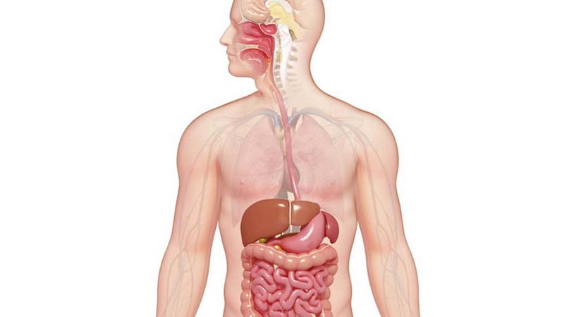 Kích thích huyệt đúng cách để cải thiện phủ tạng và hệ bài tiết