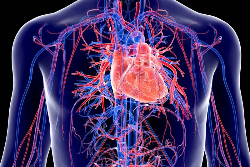 Huyệt Cự Khuyết giúp điều hòa khí huyết toàn cơ thể