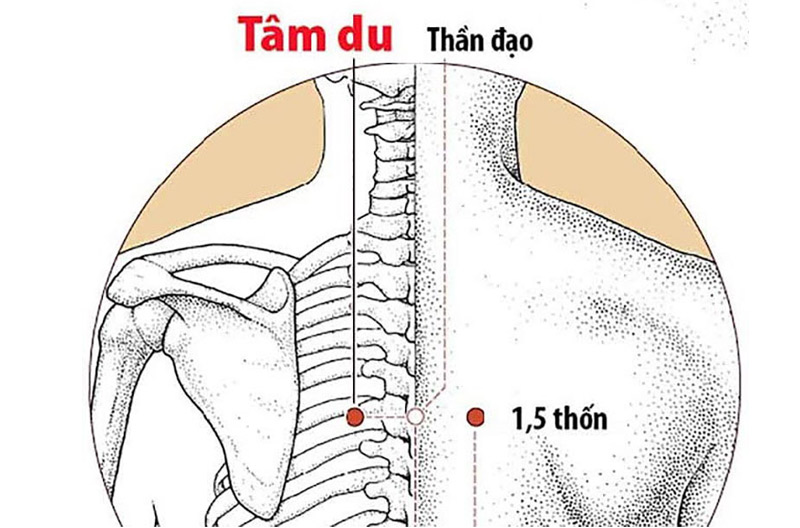 cách xác định vị trí huyệt Tâm Du