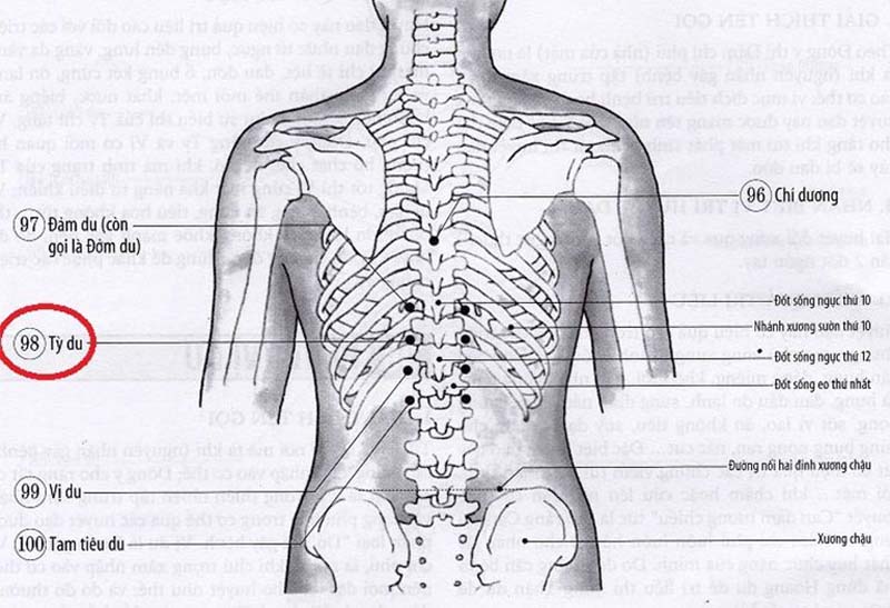 Vị trí huyệt Tỳ Du và cách xác định huyệt chính xác