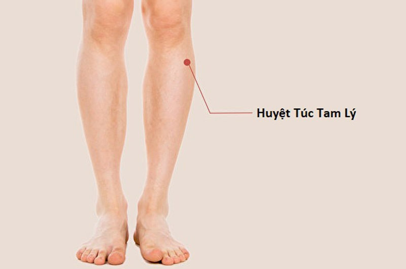 Vị trí huyệt Túc Tam Lý