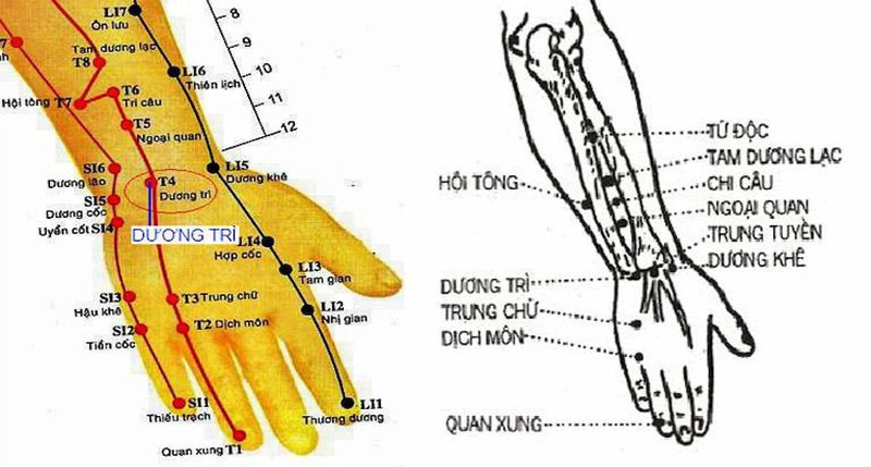 Vị trí huyệt Dương Trì 