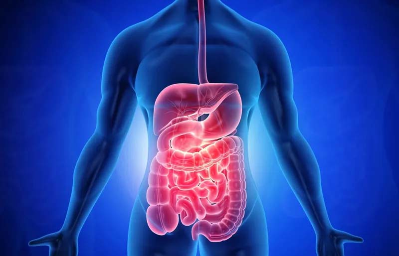 Huyệt Đại Đô giúp cải thiện chức năng hệ tiêu hóa