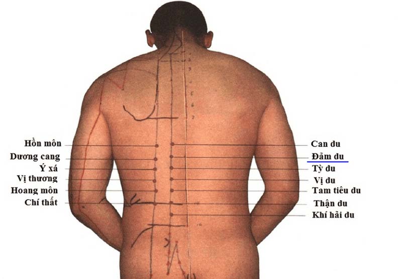 Vị trí huyệt Đởm Du trên hệ thống sơ đồ huyệt vị vùng lưng