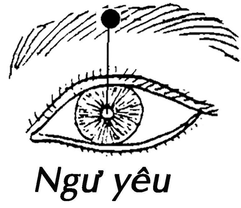 Vị trí huyệt Ngư Yêu nằm ở giữa lông mày