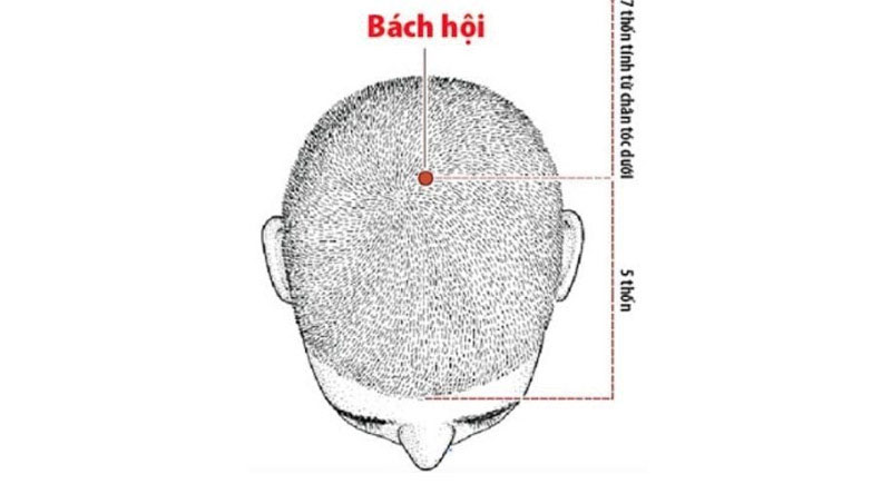 Huyệt Bách Hội: Vị trí, tác dụng và cách bấm chuẩn xác