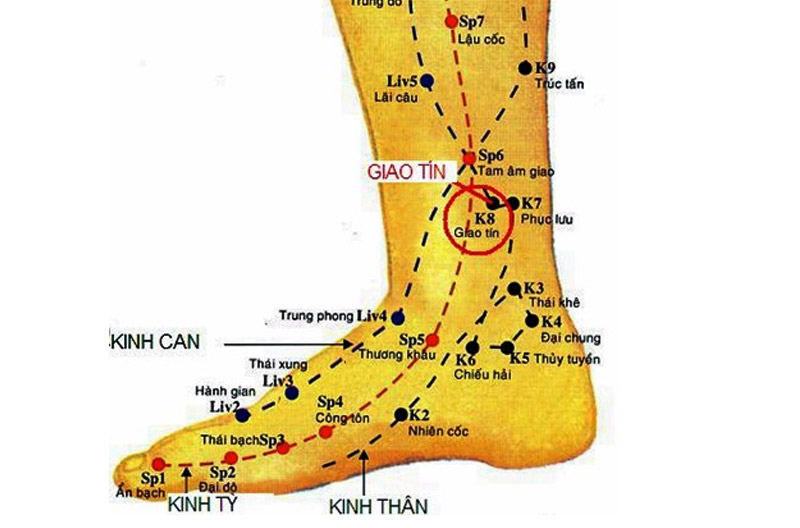 Huyệt Giao Tín: Vị trí, cách bấm và ứng dụng trong điều trị bệnh