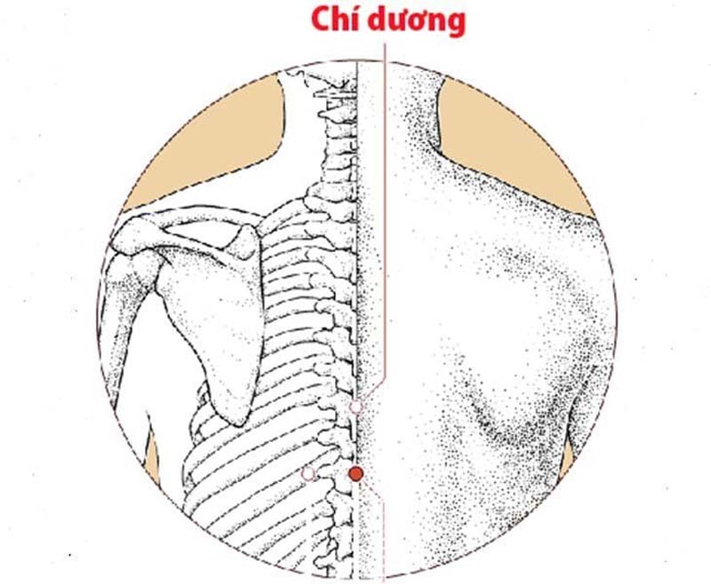 Huyệt Chí Dương: Vị trí, công dụng và cách tác động