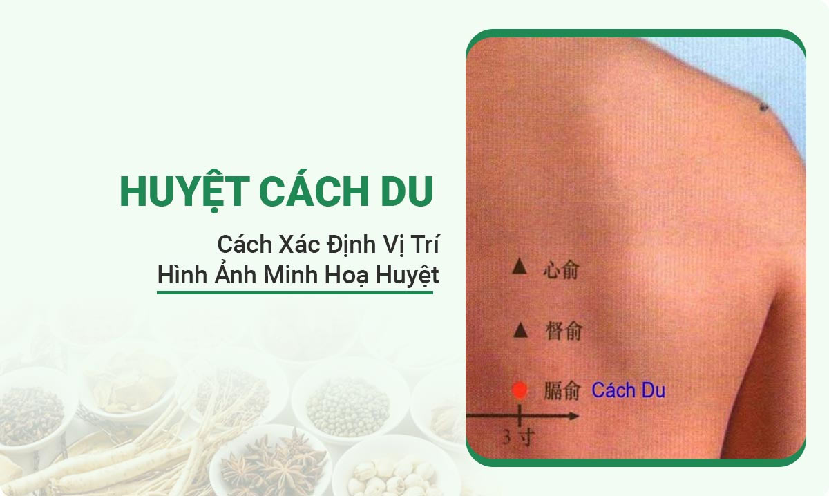 Huyệt Cách Du: Tác dụng, vị trí và cách châm cứu, bấm huyệt