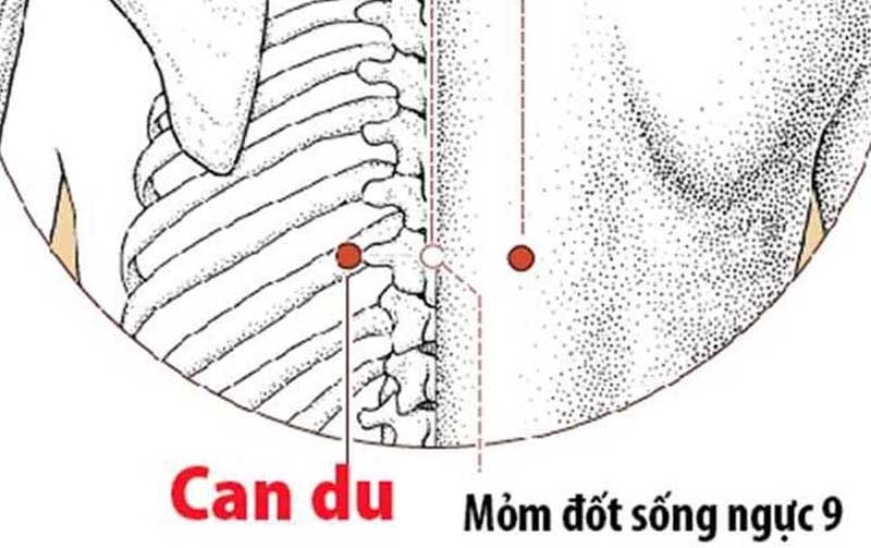 Huyệt Can Du: Vị trí, công dụng và cách tác động