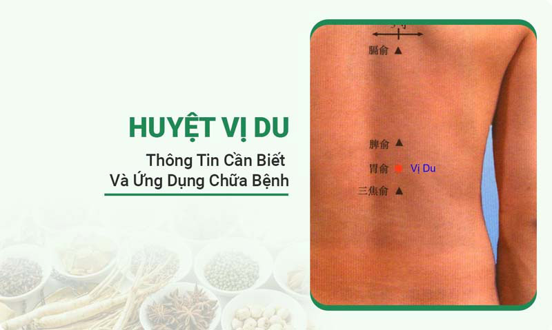 Huyệt Vị Du: Cách xác định vị trí, tác dụng và cách tác động