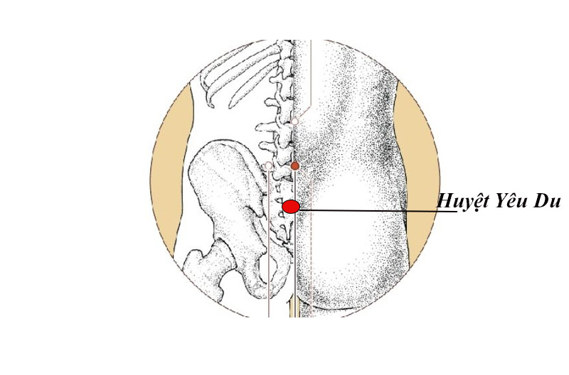 Công dụng và cách xác định chính xác huyệt Yêu Du