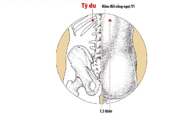 Huyệt Tỳ Du: Vị trí, tác dụng và cách châm cứu, bấm huyệt