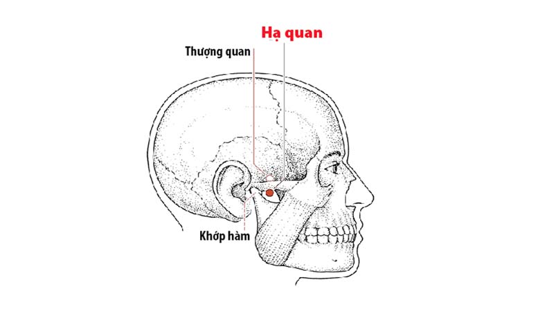 Cách xác định huyệt Hạ Quan và kích hoạt công dụng chữa bệnh