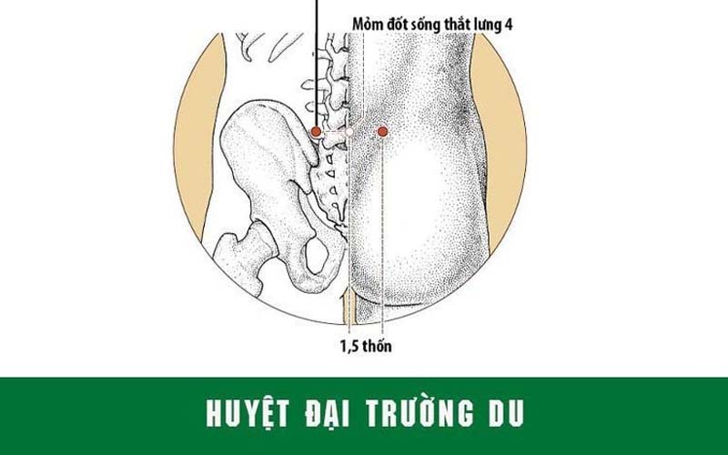 Huyệt Đại Trường Du: Vị trí, tác dụng và cách tác động