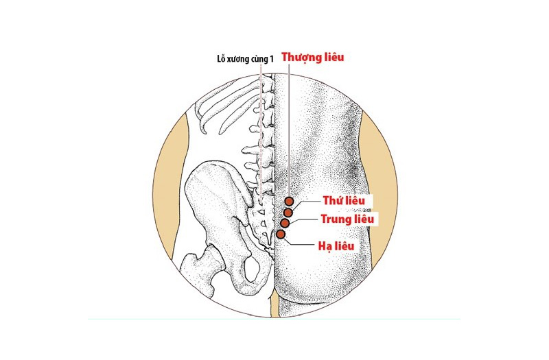 Huyệt Hạ Liêu: Vị trí, công dụng và cách châm cứu, bấm huyệt