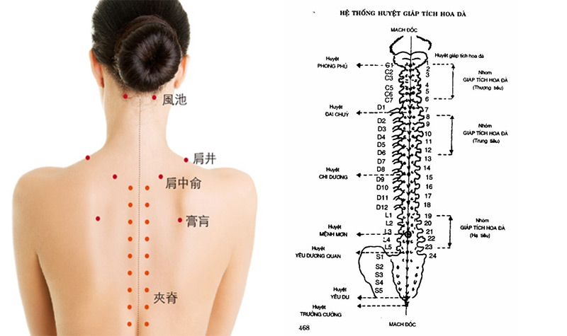 Hệ thống huyệt Giáp Tích: Vị trí, tác dụng và cách tác động