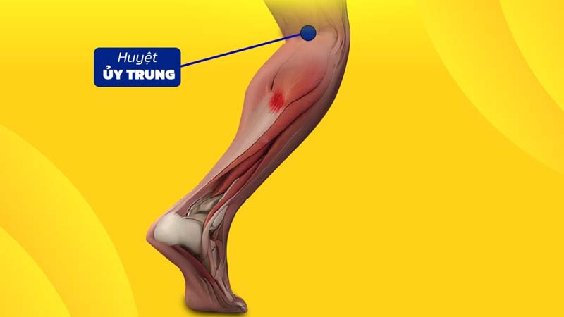 Huyệt Ủy Trung: Vị trí, tác dụng và cách châm cứu bấm huyệt