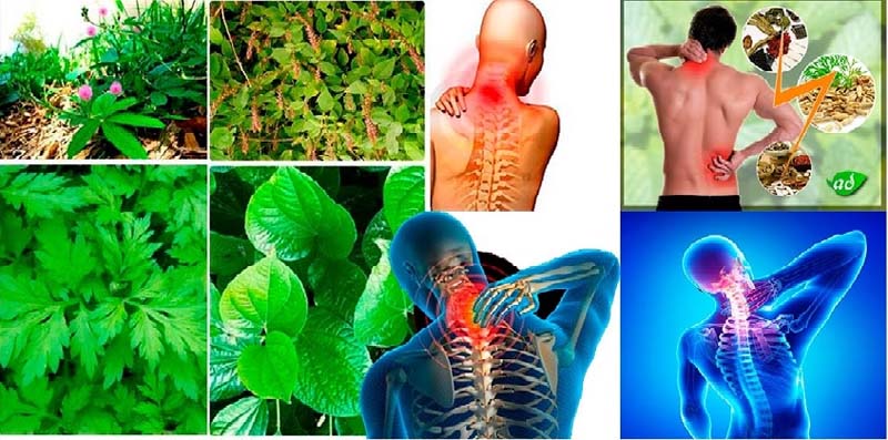 Những cây thuốc nam chữa đau nhức xương khớp hiệu quả