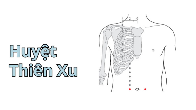 Huyệt Thiên Xu: Vị trí, công dụng và cách châm cứu, bấm huyệt